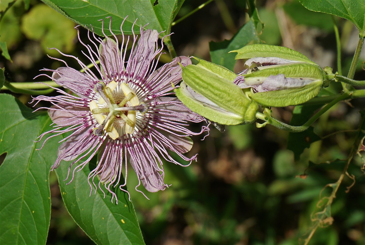 passion flower flower bud free photo