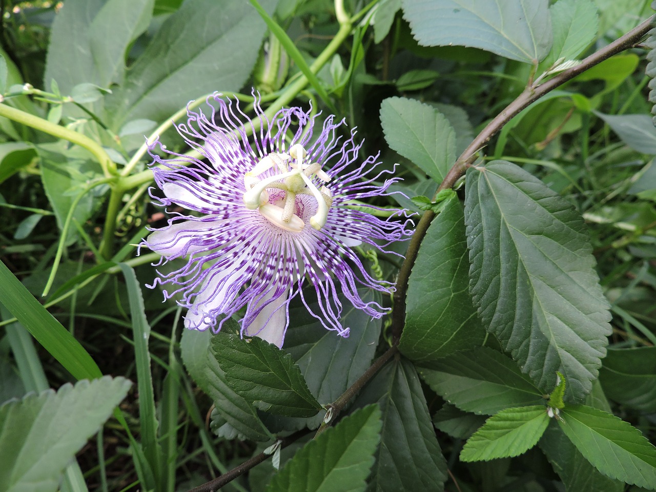 passion flower flower wild free photo