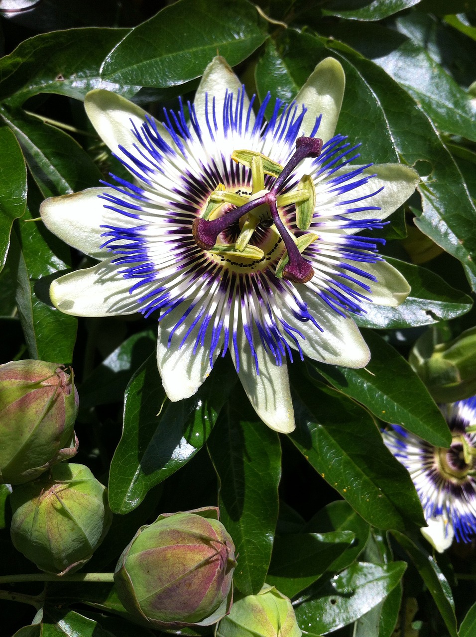 passion flower nature garden free photo