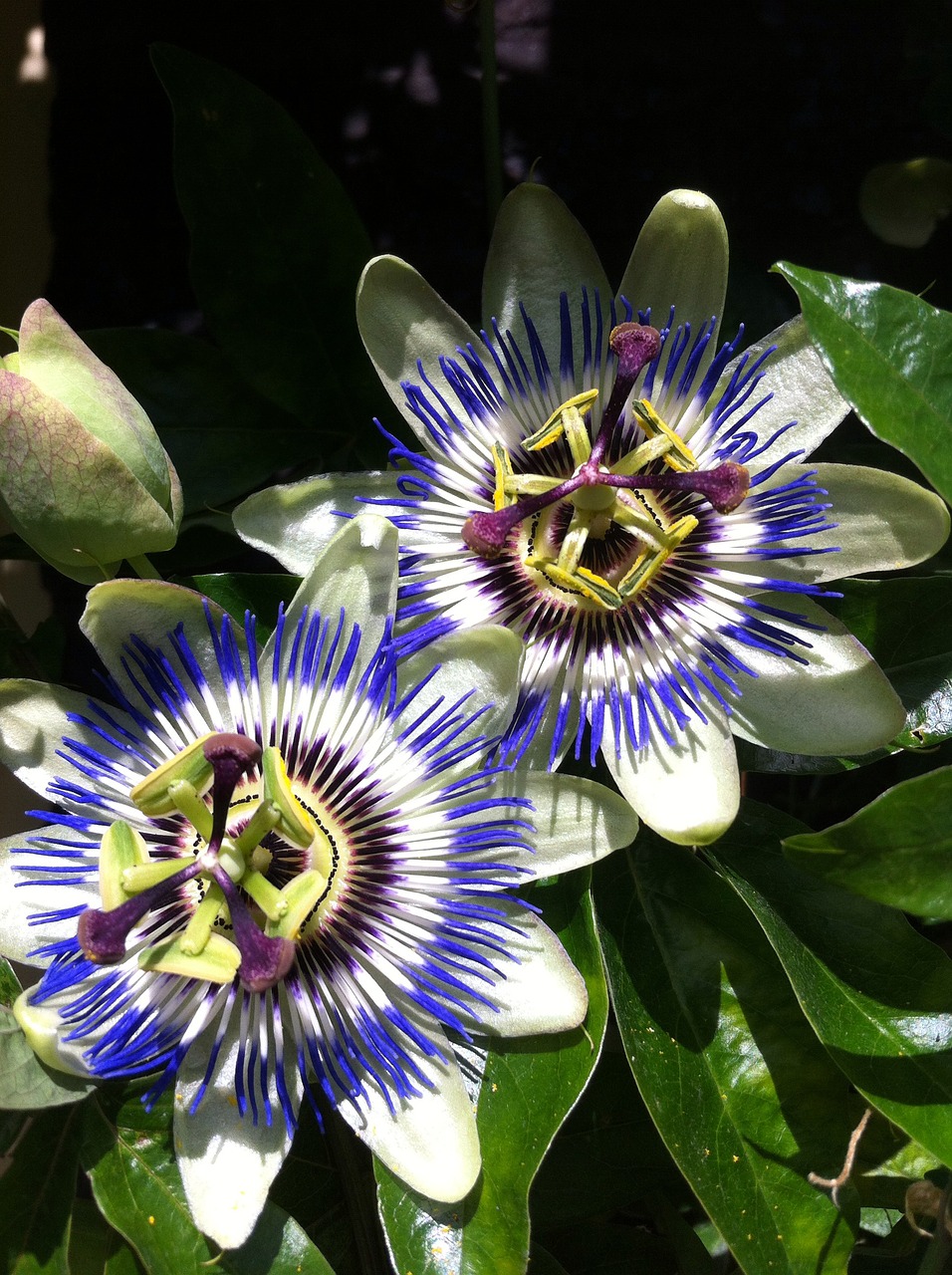 passion flower garden flower free photo