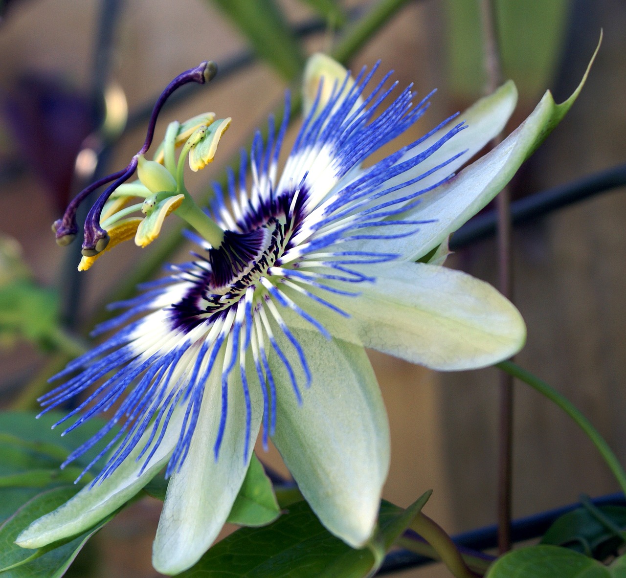 passion flower garden passion free photo