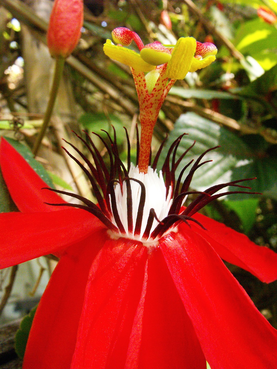 passion flower blossom bloom free photo