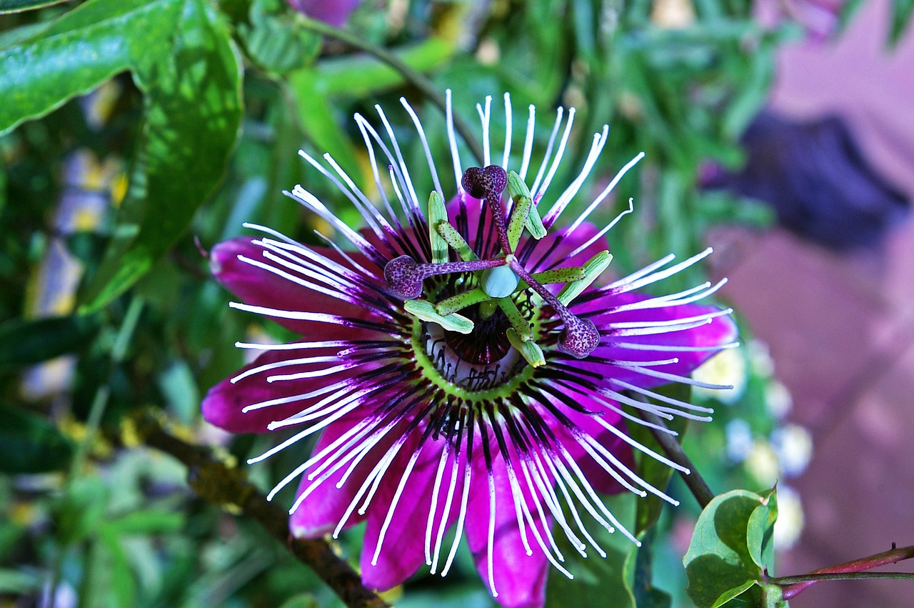 passion flower flower blossom free photo