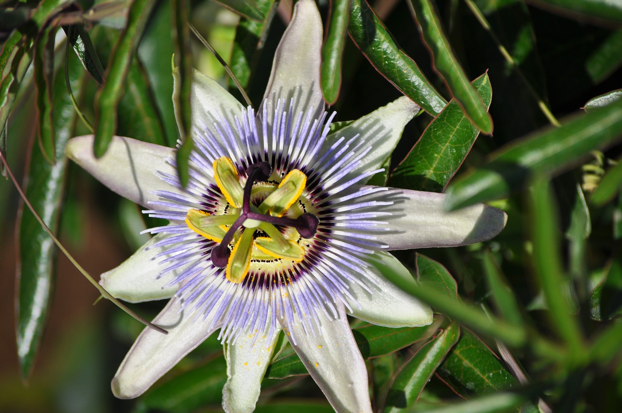 passion flower summer exotic free photo