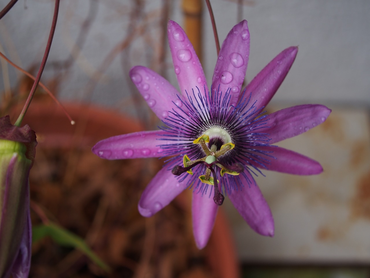 passion flower blossom bloom free photo