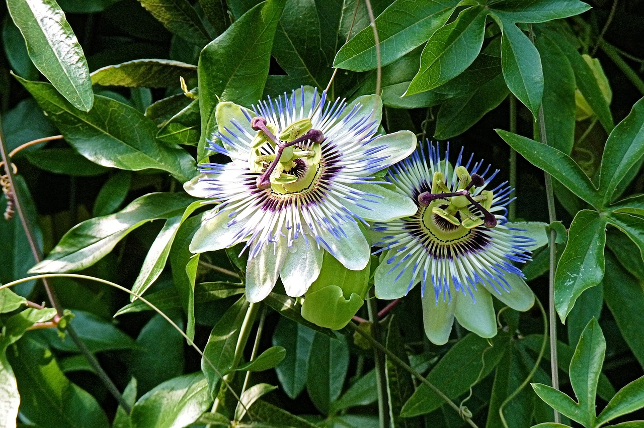 passion flower flowers plant free photo