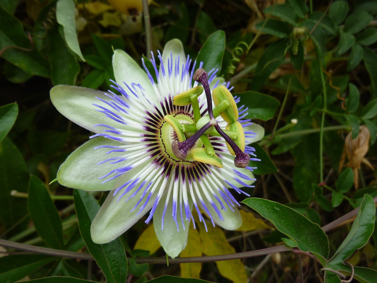 passion flower flower blossom free photo