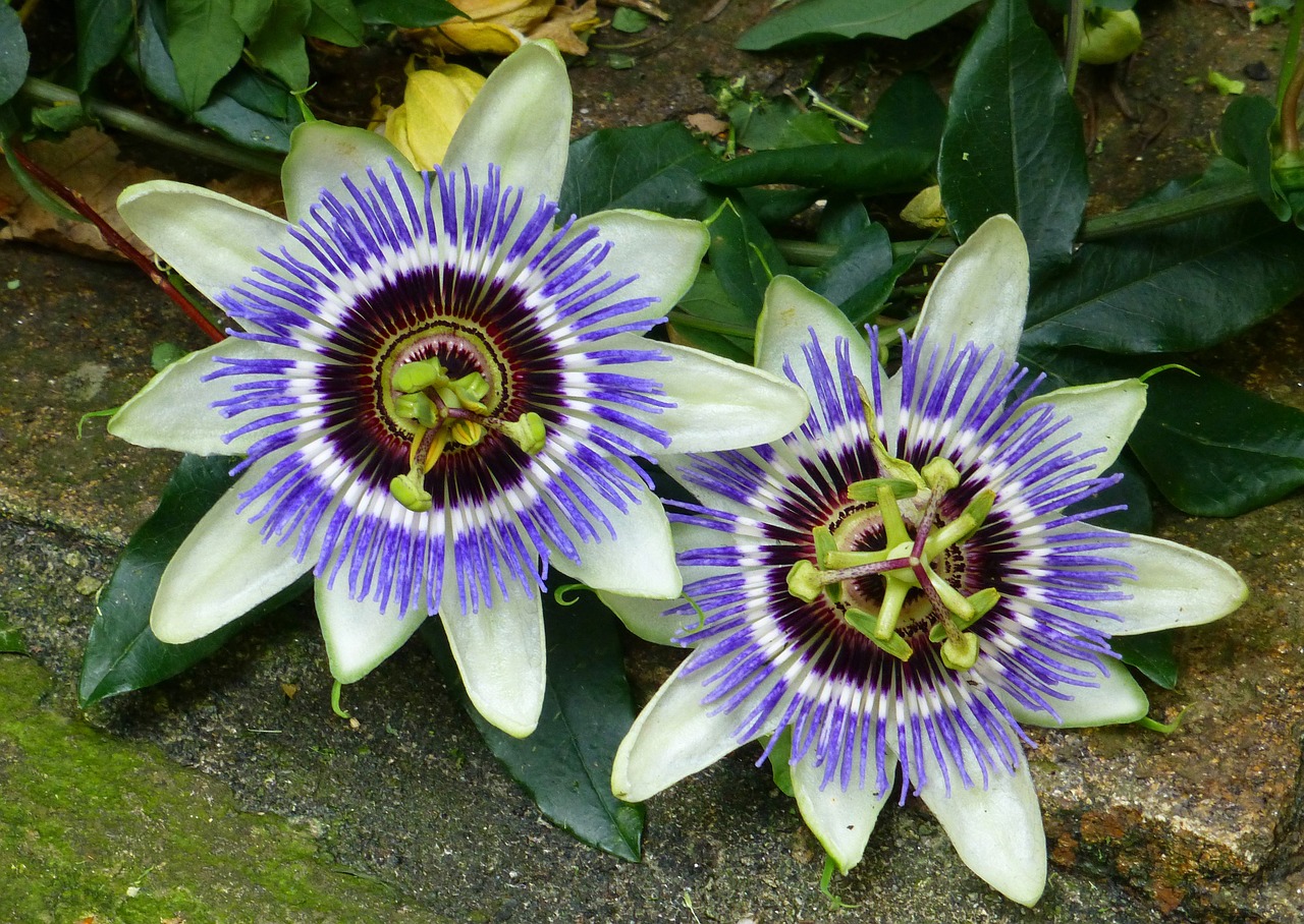 passion flower blue blossom passiflora free photo