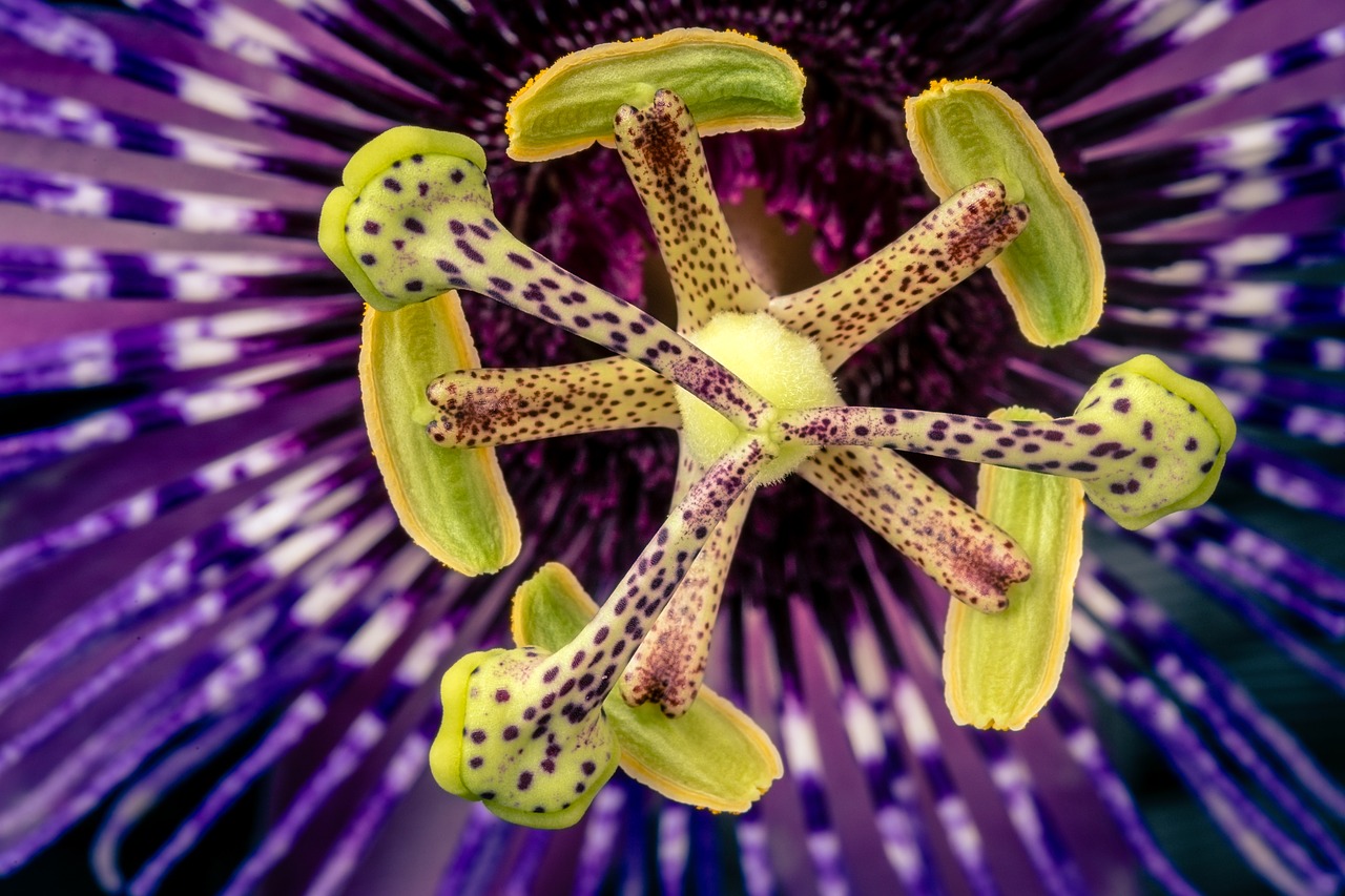 passion flower flower plant free photo