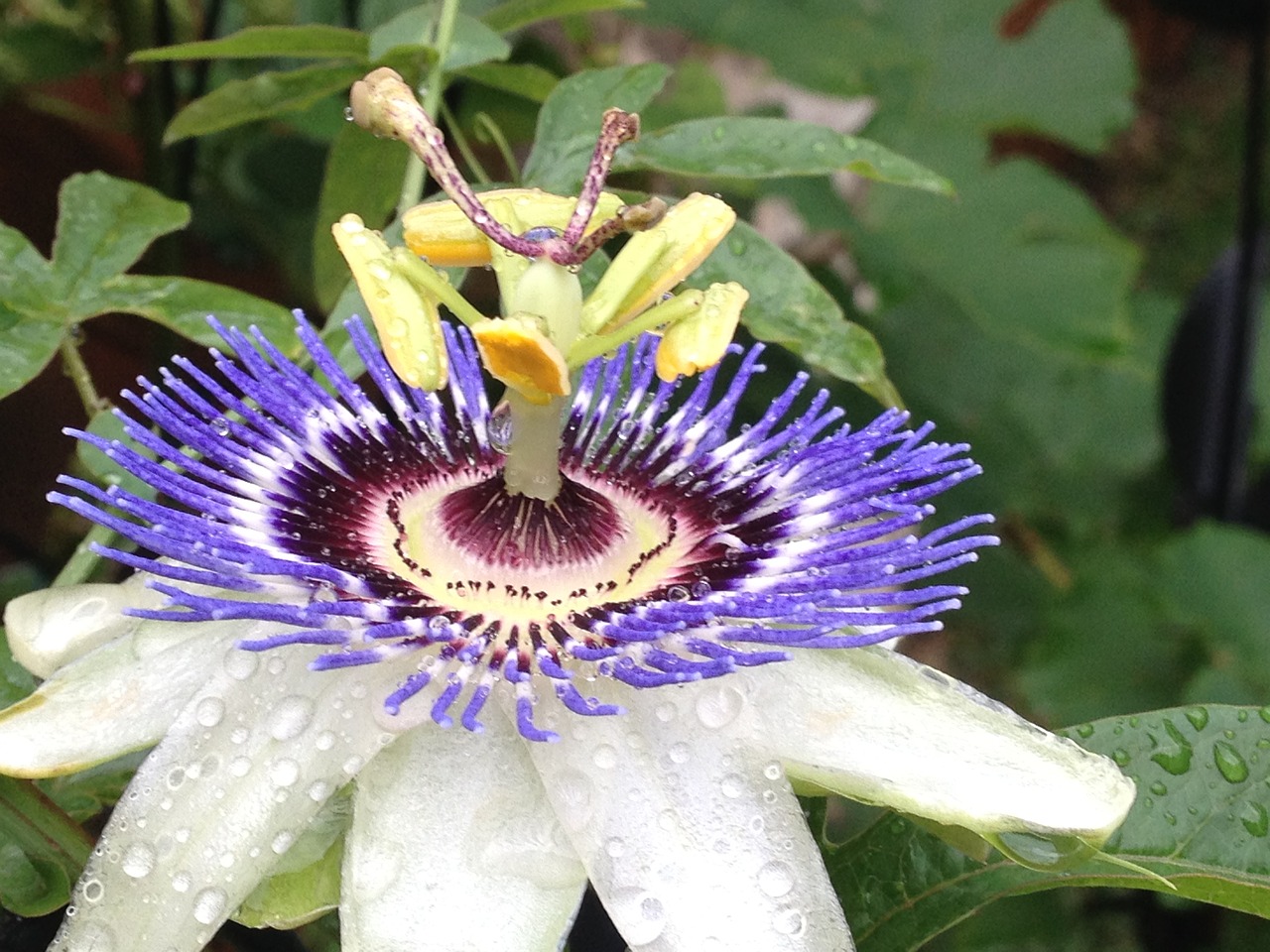 passion flower close up bloom free photo