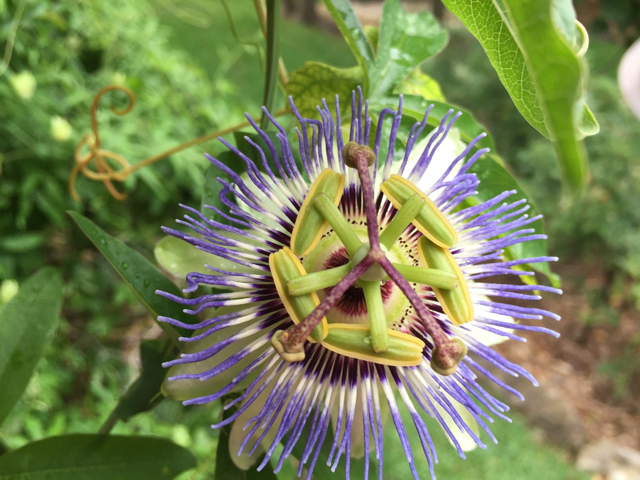 passion flower blue green free photo