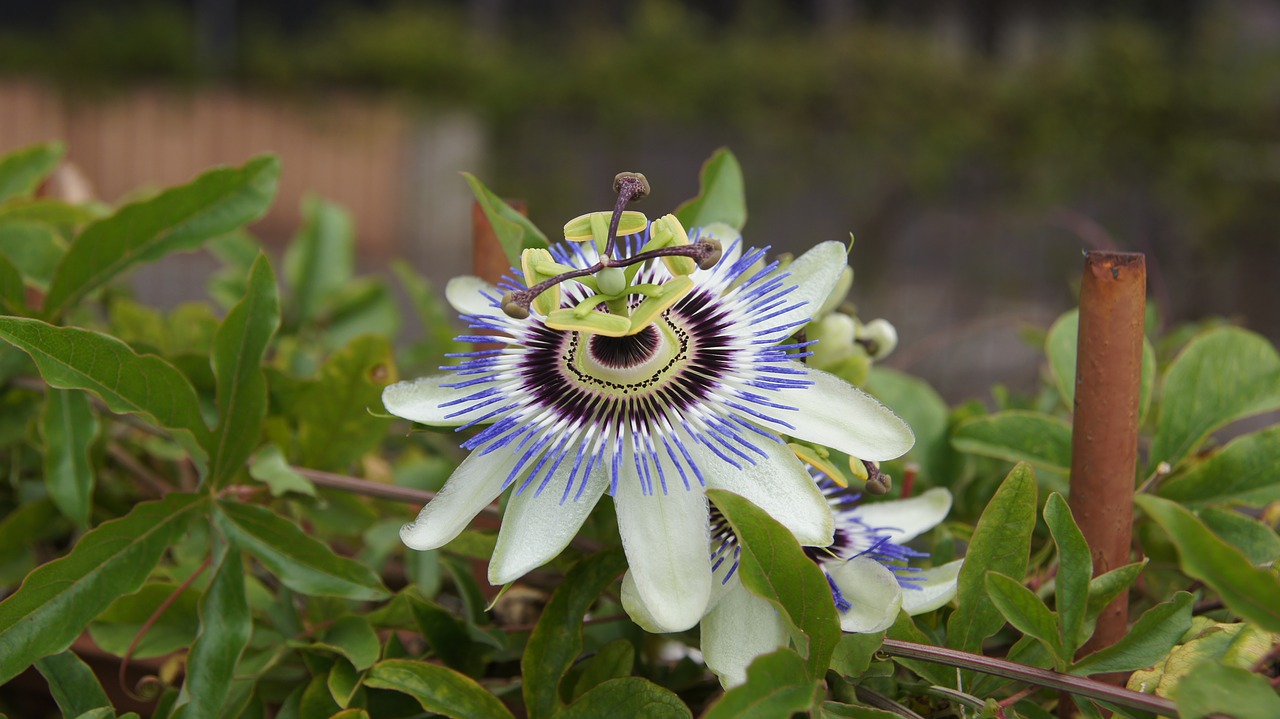 passion flower plant blossom free photo