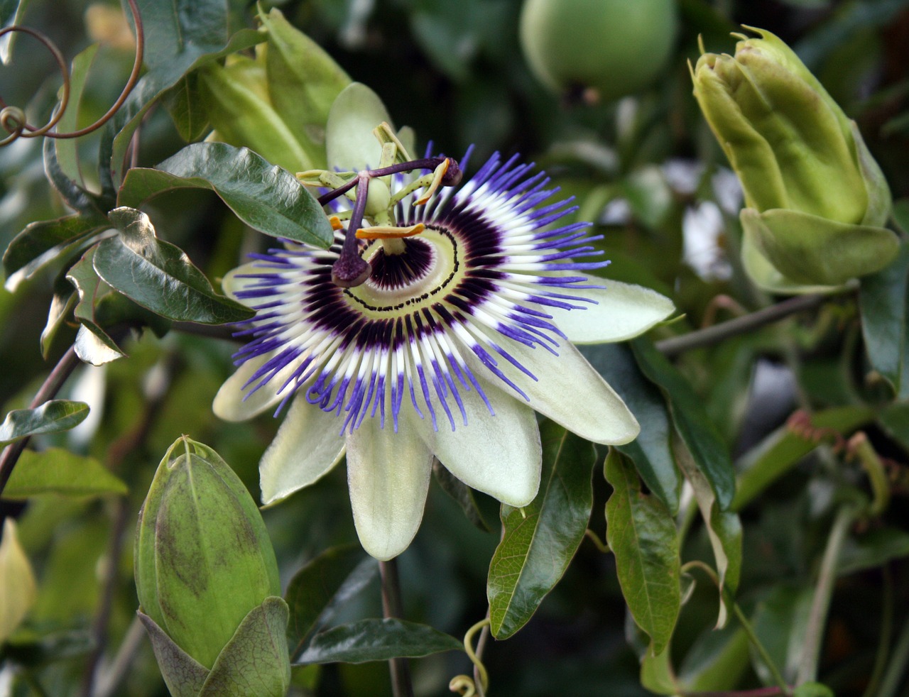 passion flower exotic floral free photo