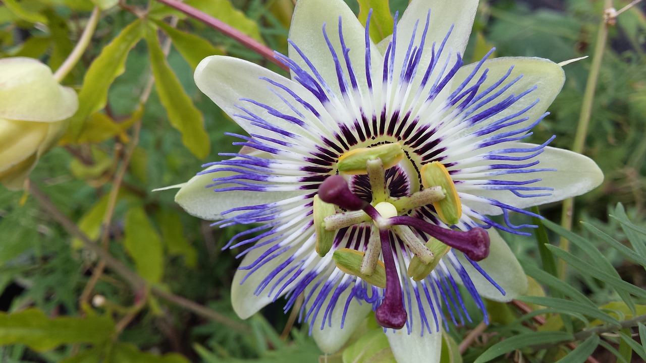 passion flower passiflora purple free photo