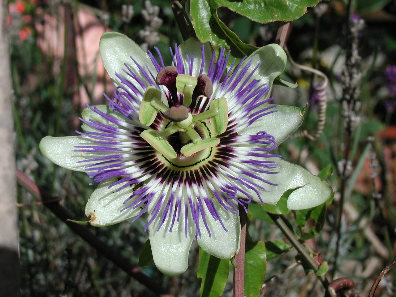 passion flower nature flowers free photo