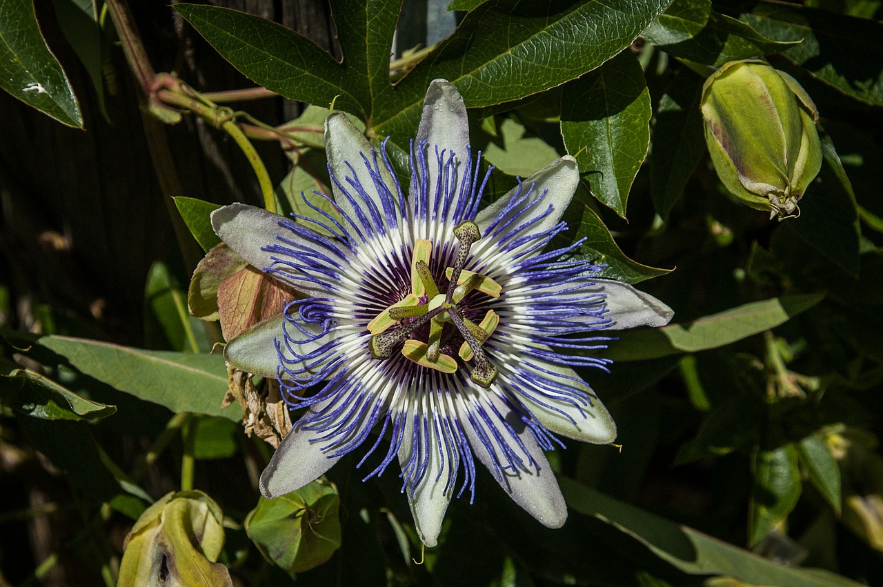 passion flower flower nature free photo
