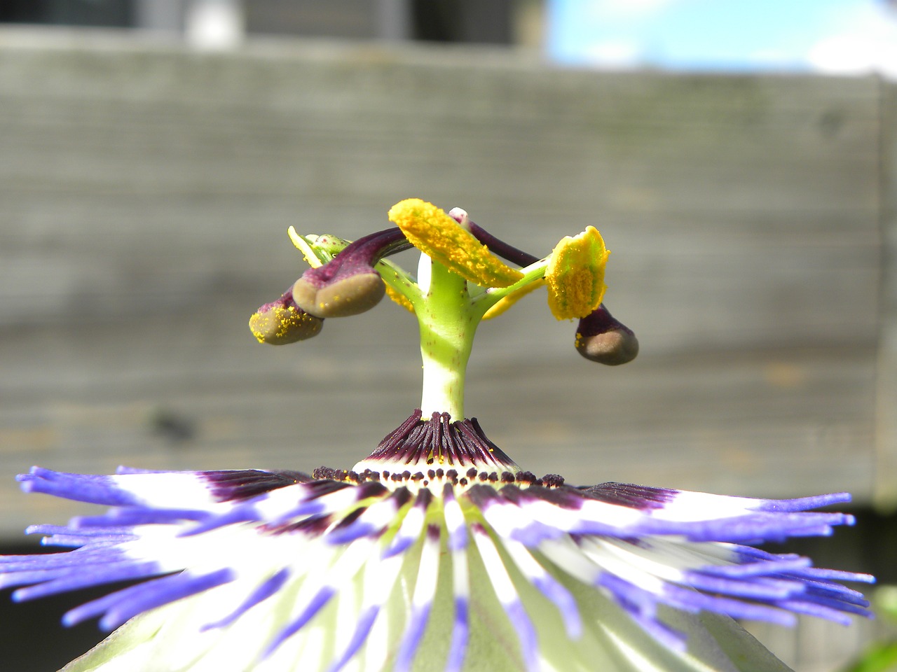 passion flower passiflora plant free photo