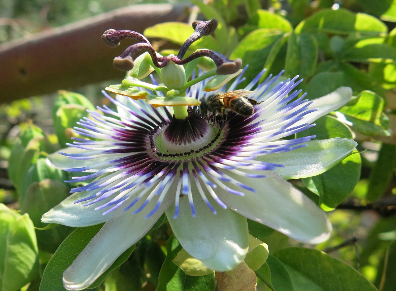 passion flower filigree nektarsuche free photo