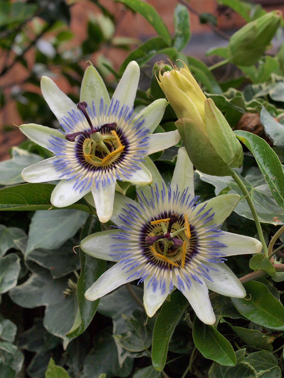 passion flower flower bloom free photo