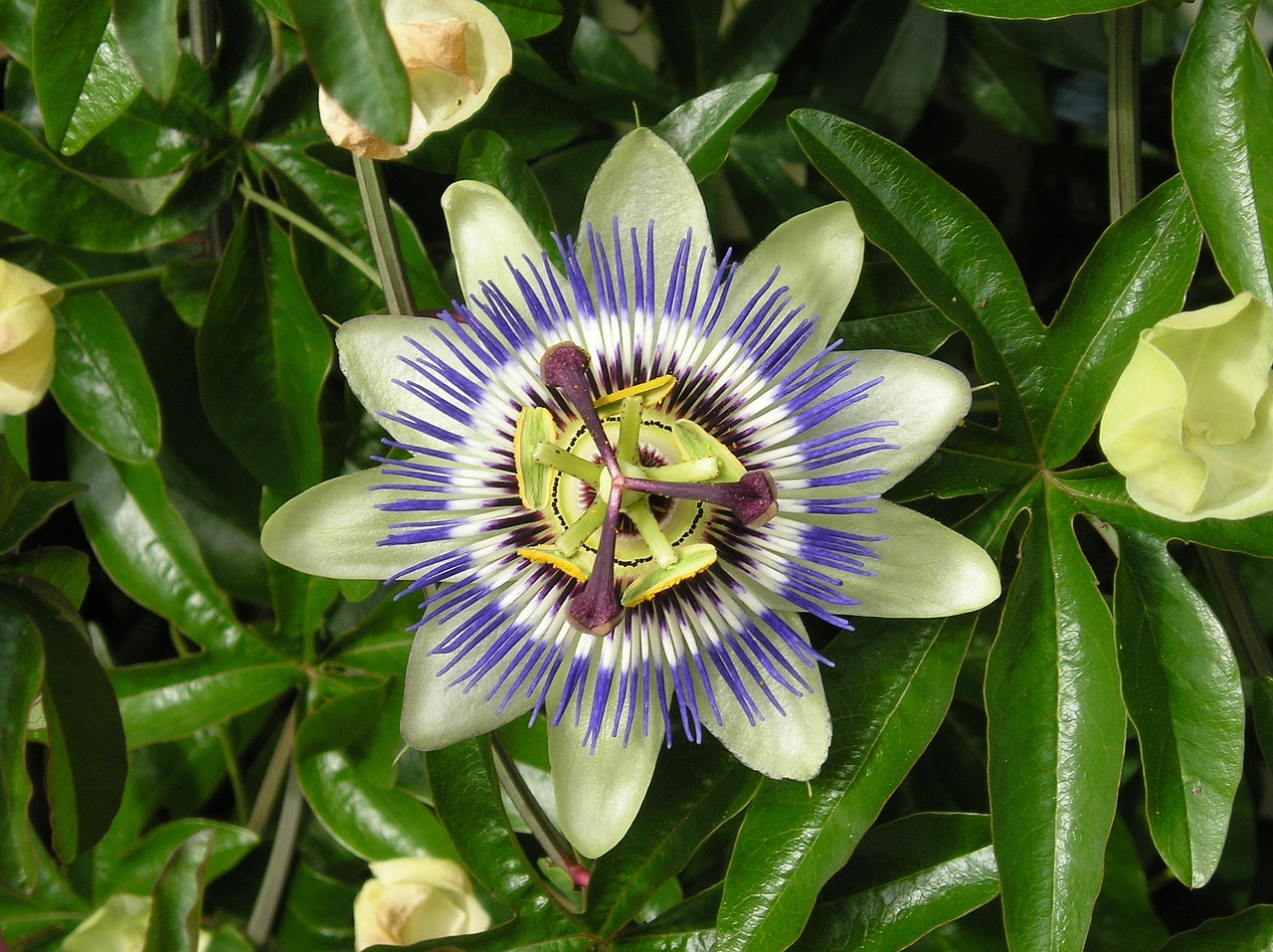 passion flower summer colorful free photo