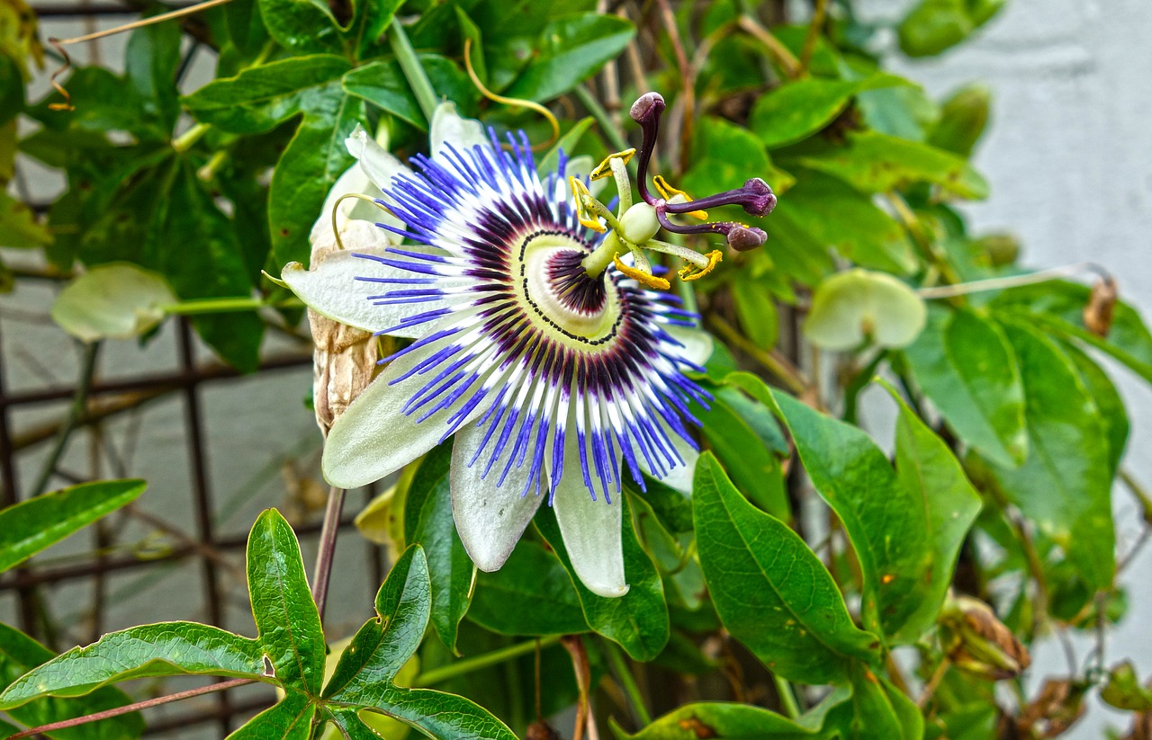 passion flower plant flower free photo