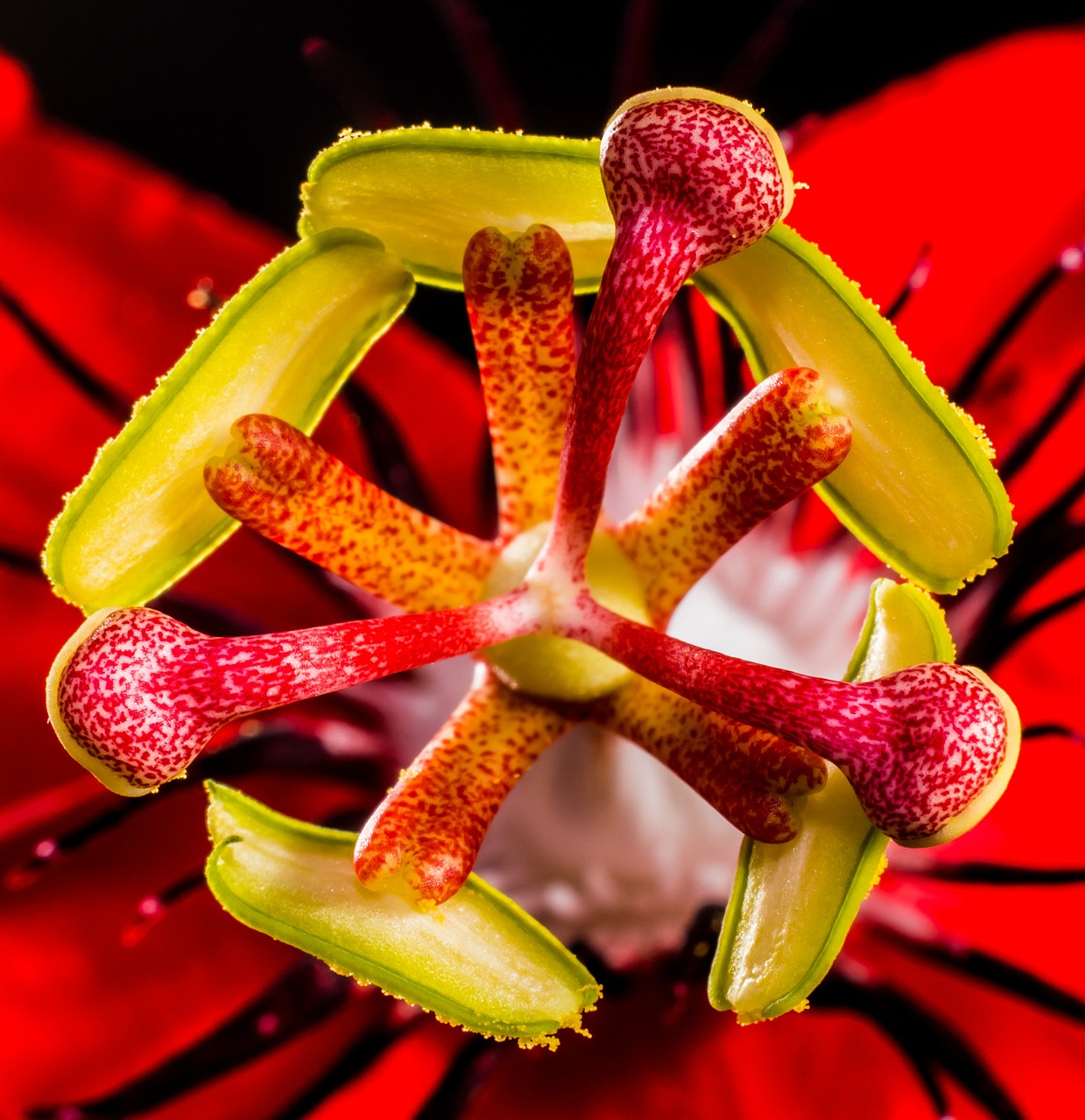 passion flower flower blossom free photo