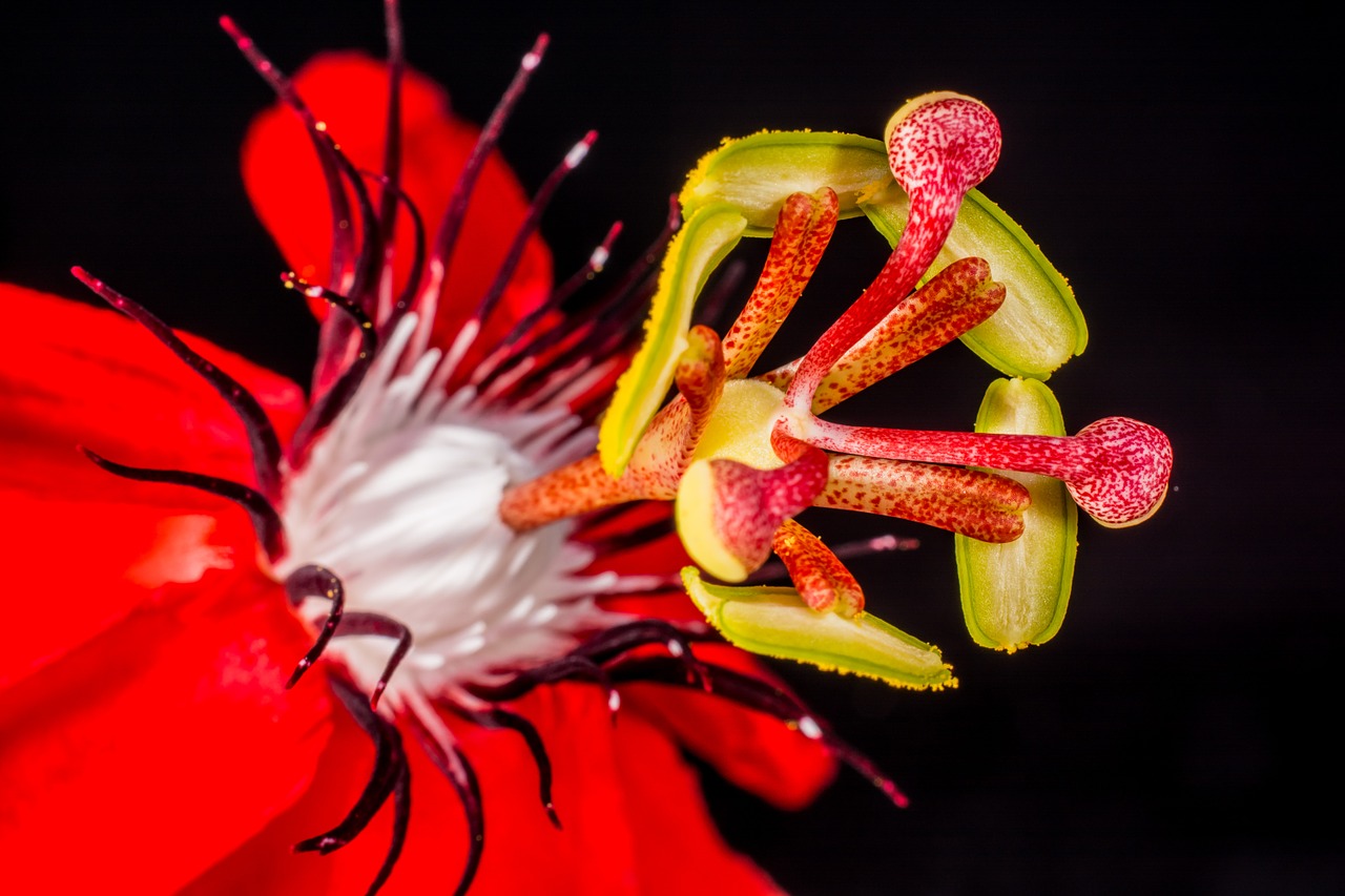 passion flower flower blossom free photo