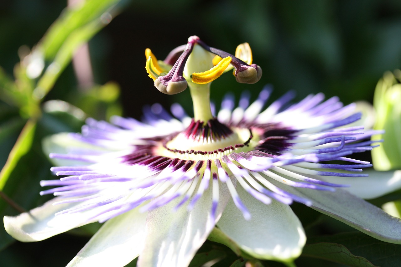 passion flower flower exotic free photo