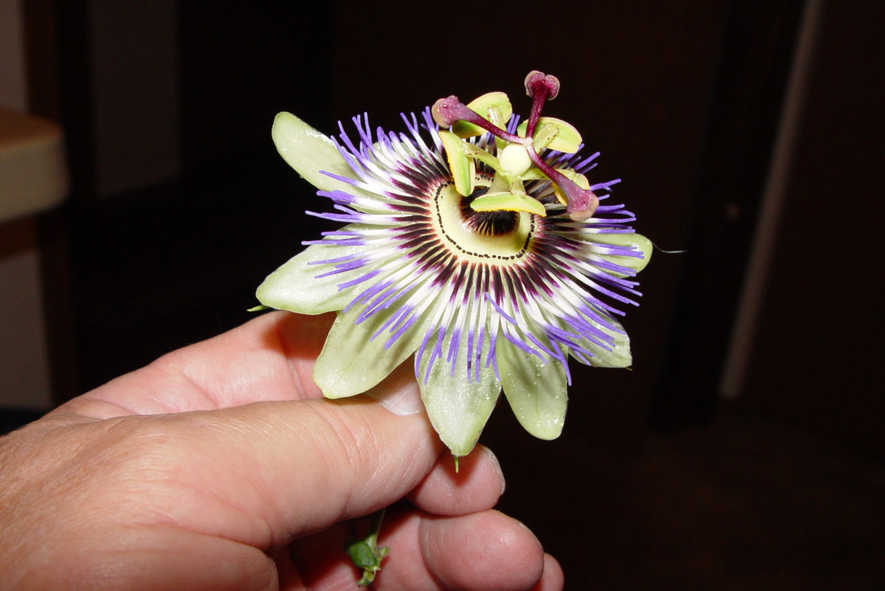 flower exotic passion flower free photo