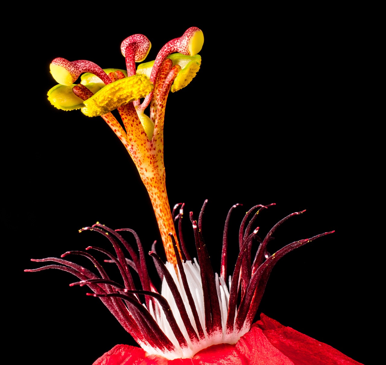 passion flower flower blossom free photo