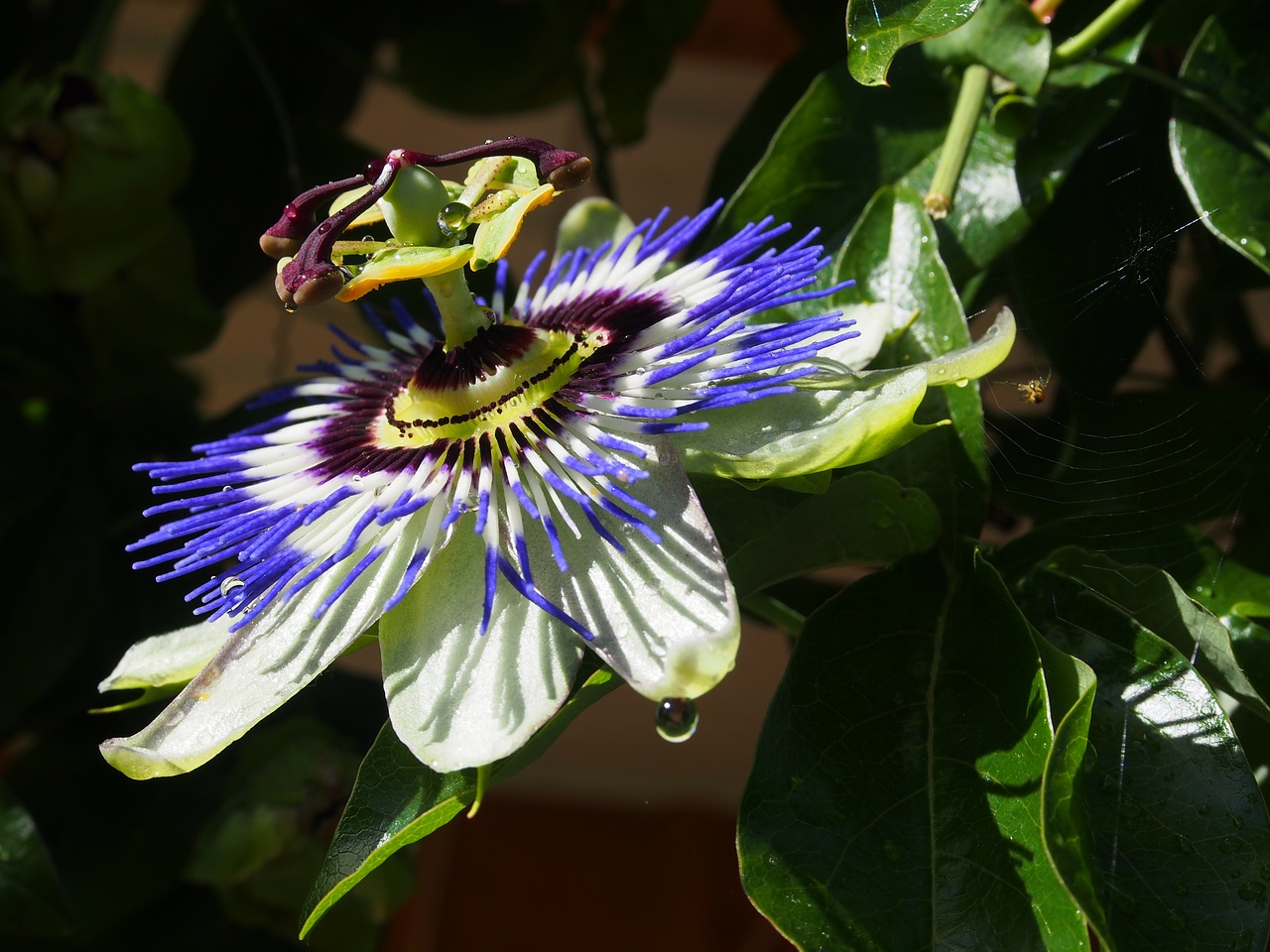 passion flower  beauty  flowers free photo