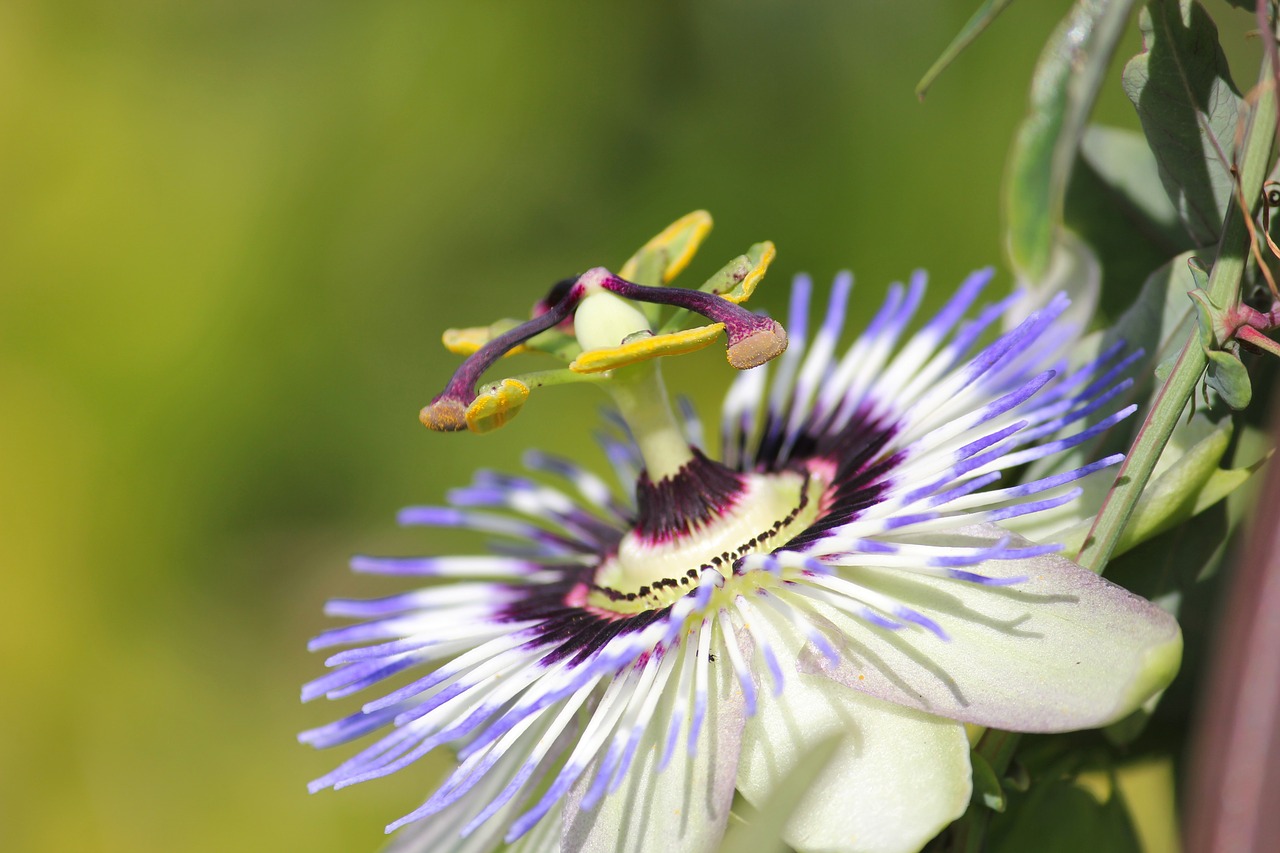 passion flower  nature  beauty free photo