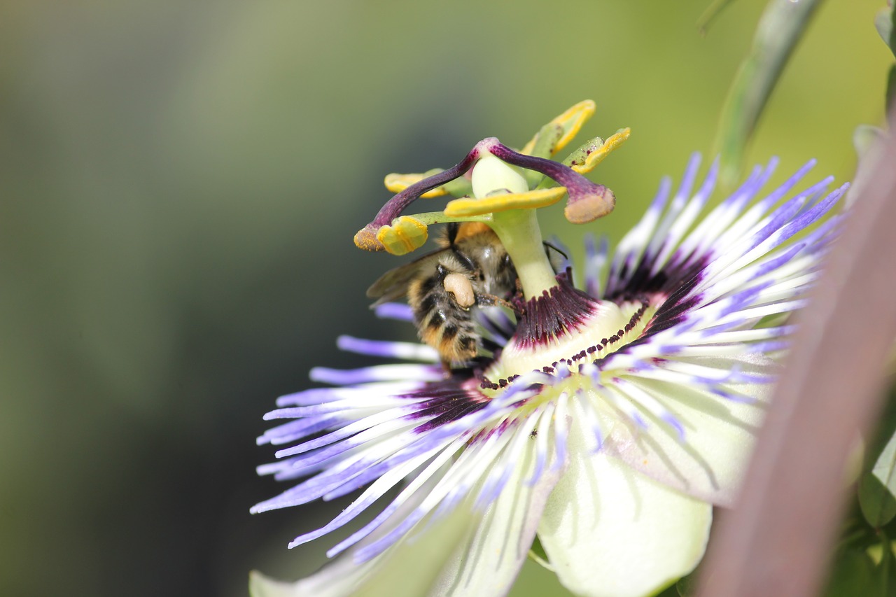 passion flower  bee  nature free photo