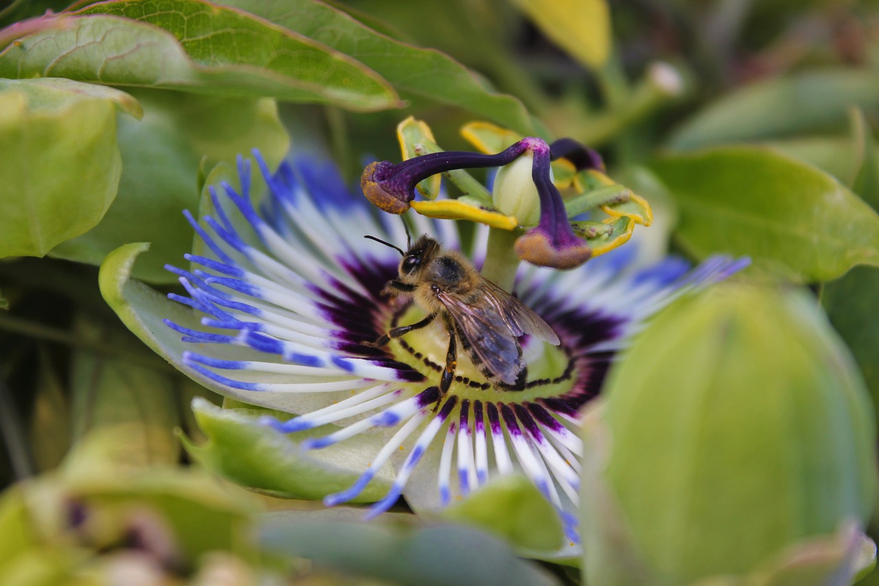 passion flower  bee  nature free photo