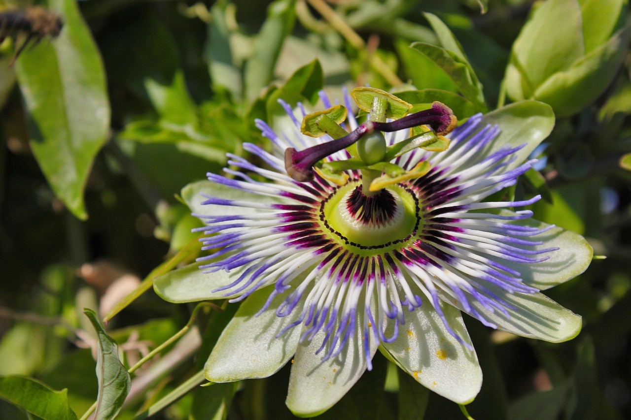 passion flower  nature  beauty free photo