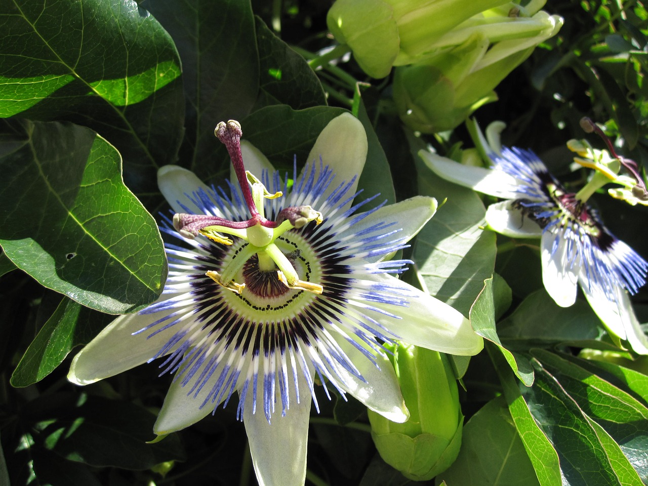 passion flower croatia blossom free photo