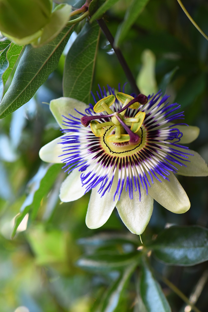 passion flower  passiflora caerulea  flower free photo