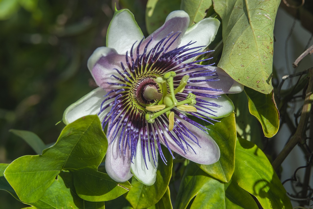 passion flower  flower  passion free photo