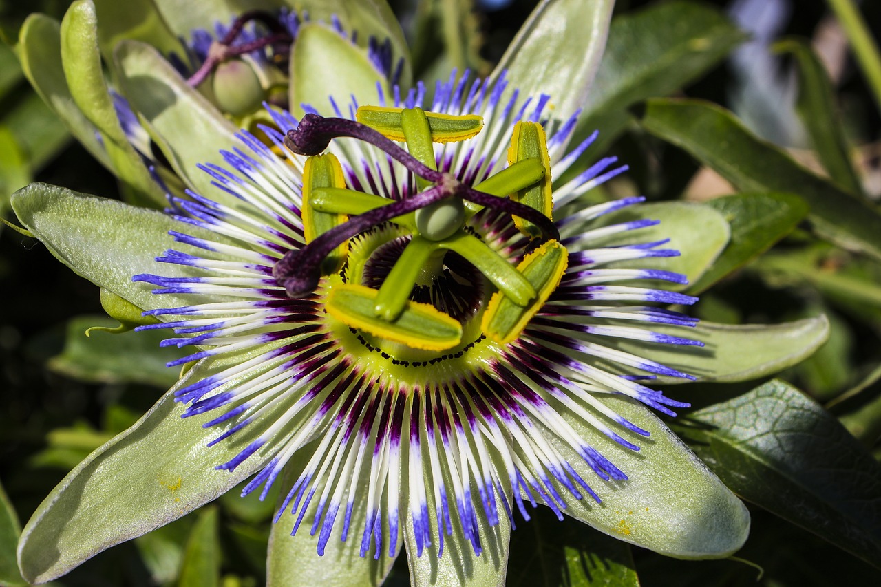passion flower  flowers  floral free photo