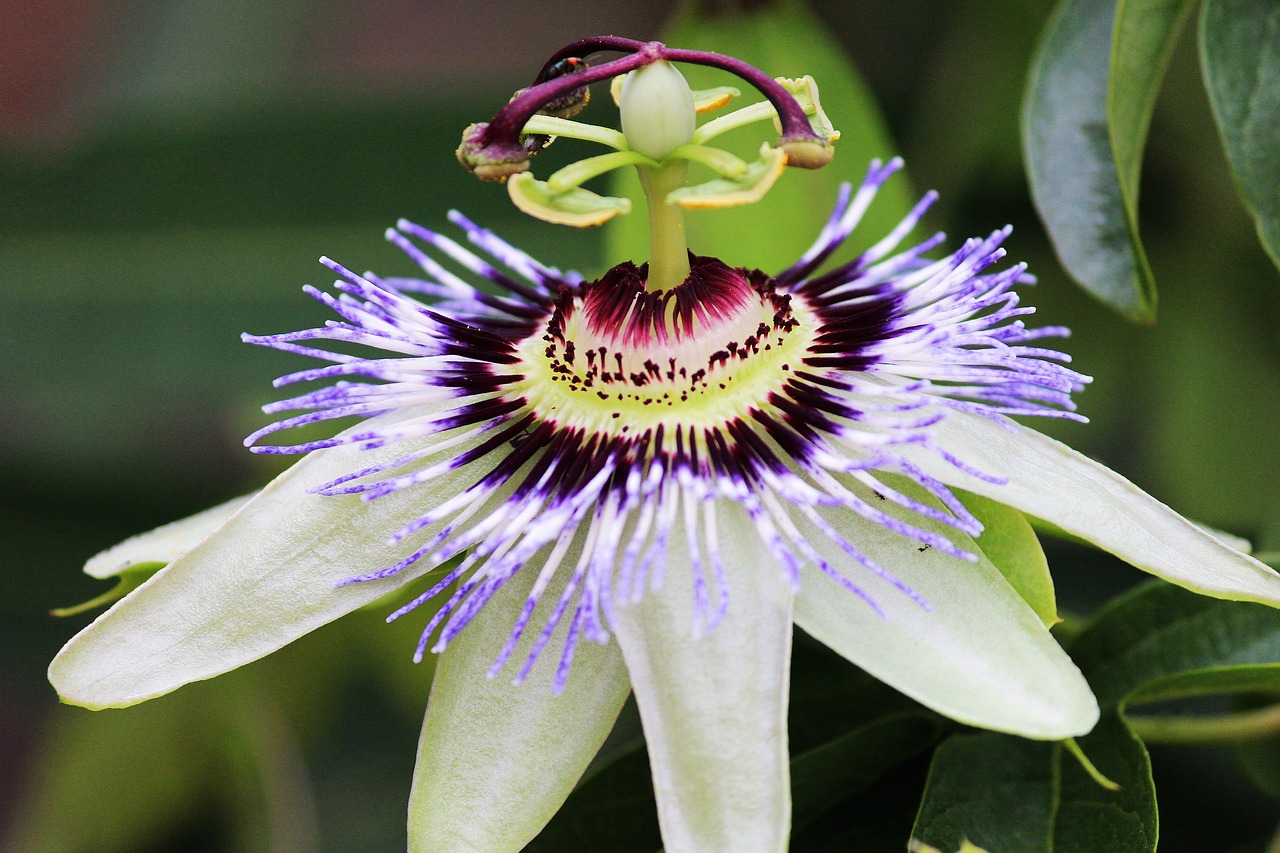 passion flower  blossom  bloom free photo