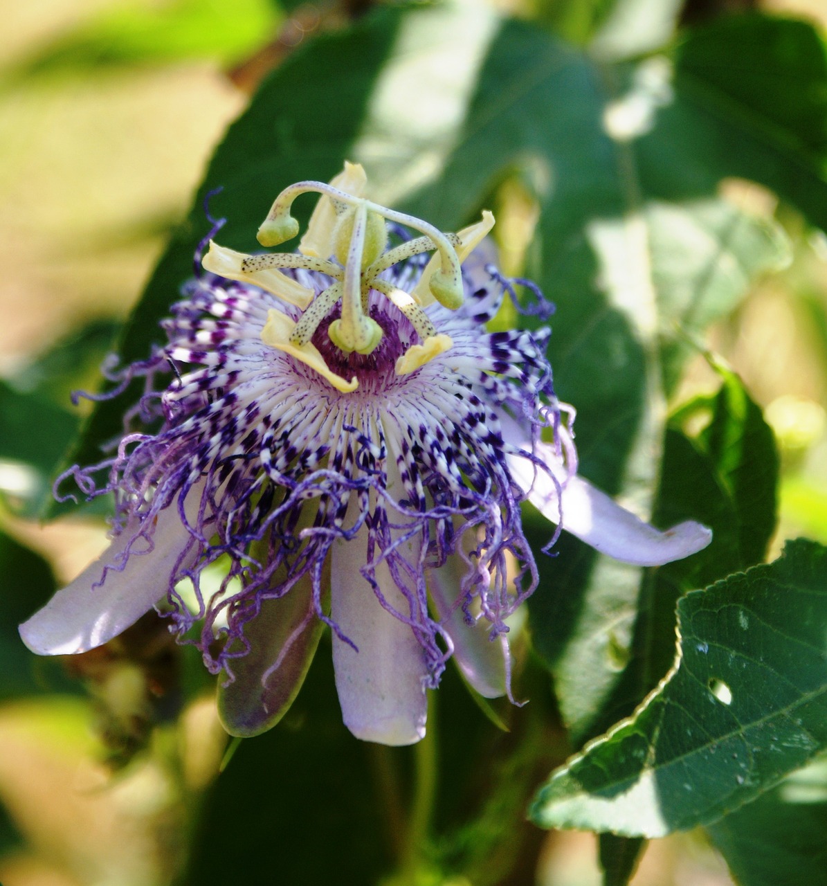 passion flower flower passion free photo