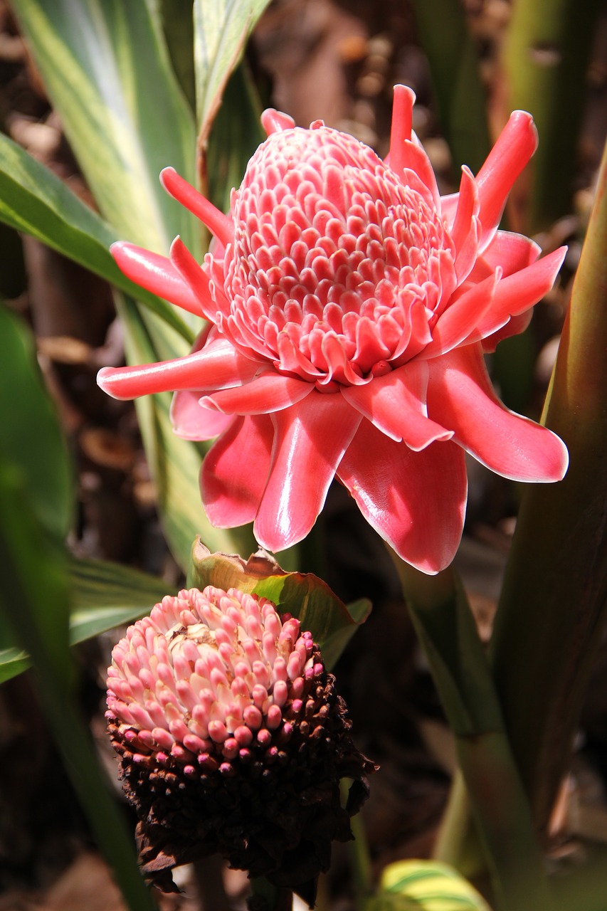 passion flower  rain forest  wildlife free photo