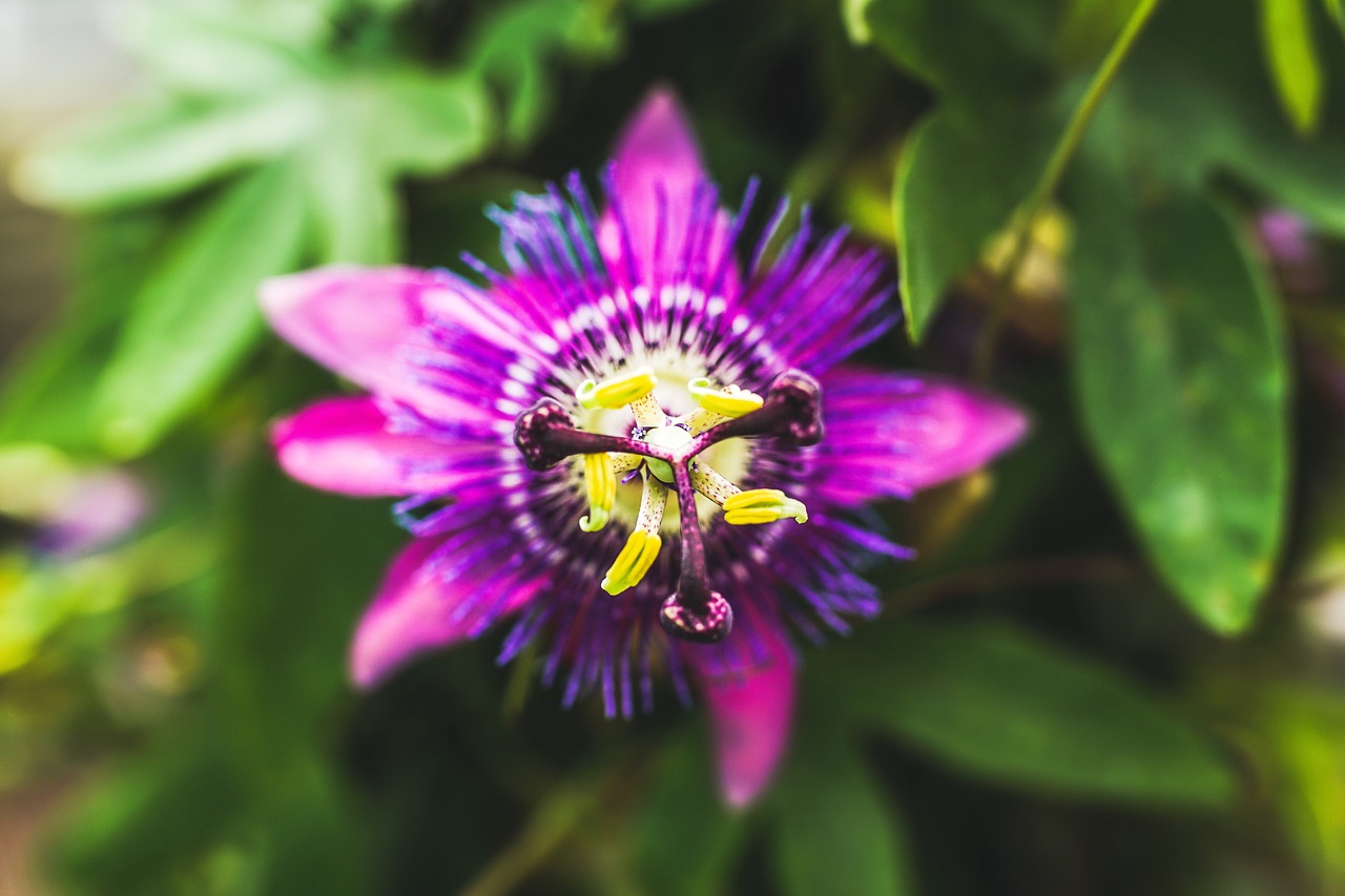passion flower  exotic  blossom free photo