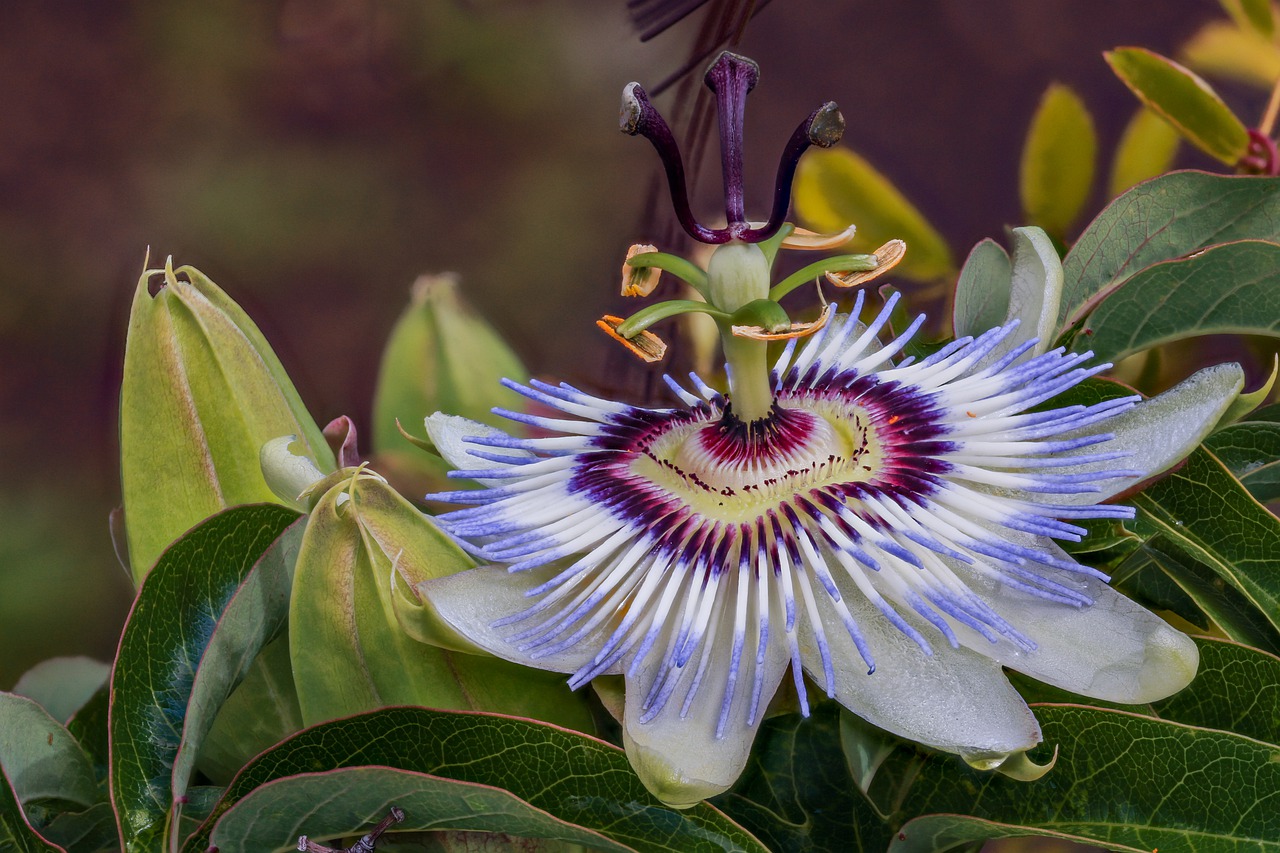 passion flower  vine  blossom free photo