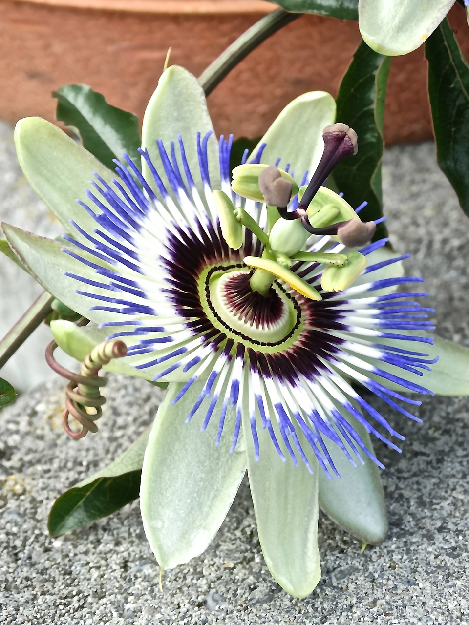 passion flower flower flowers free photo