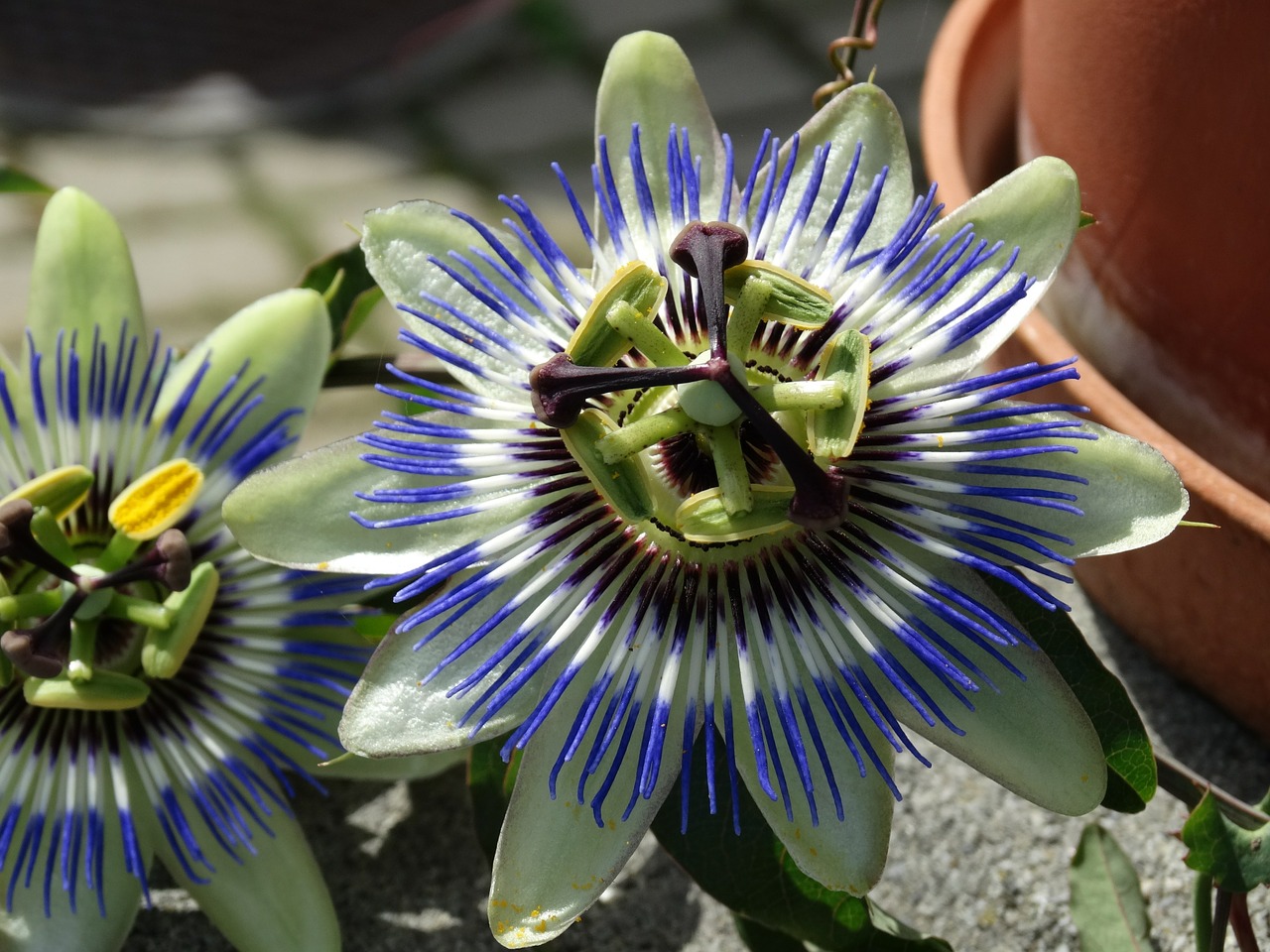 passion flower flower flowers free photo