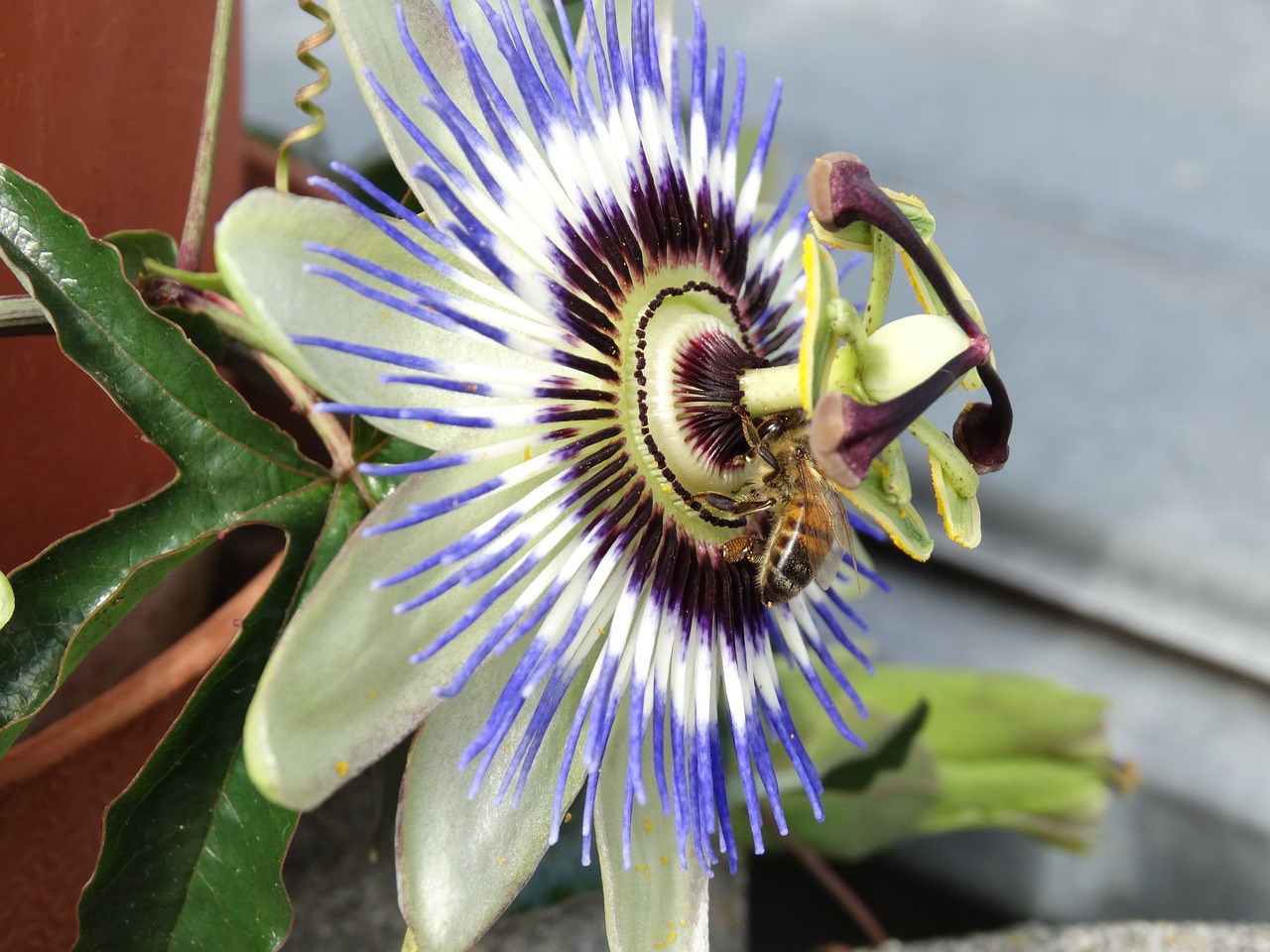 passion flower flower flowers free photo