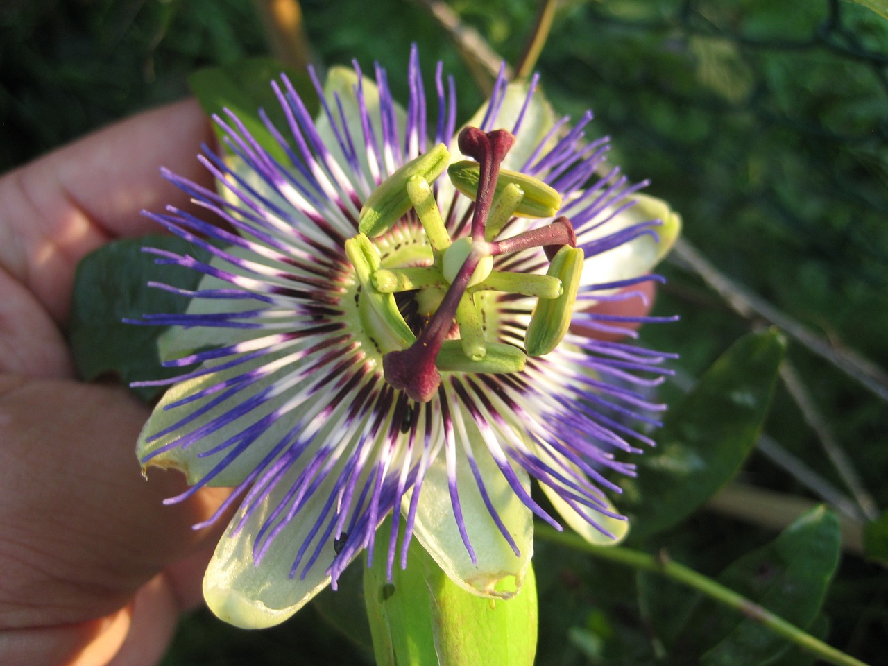 passion flower sunny bloom free photo