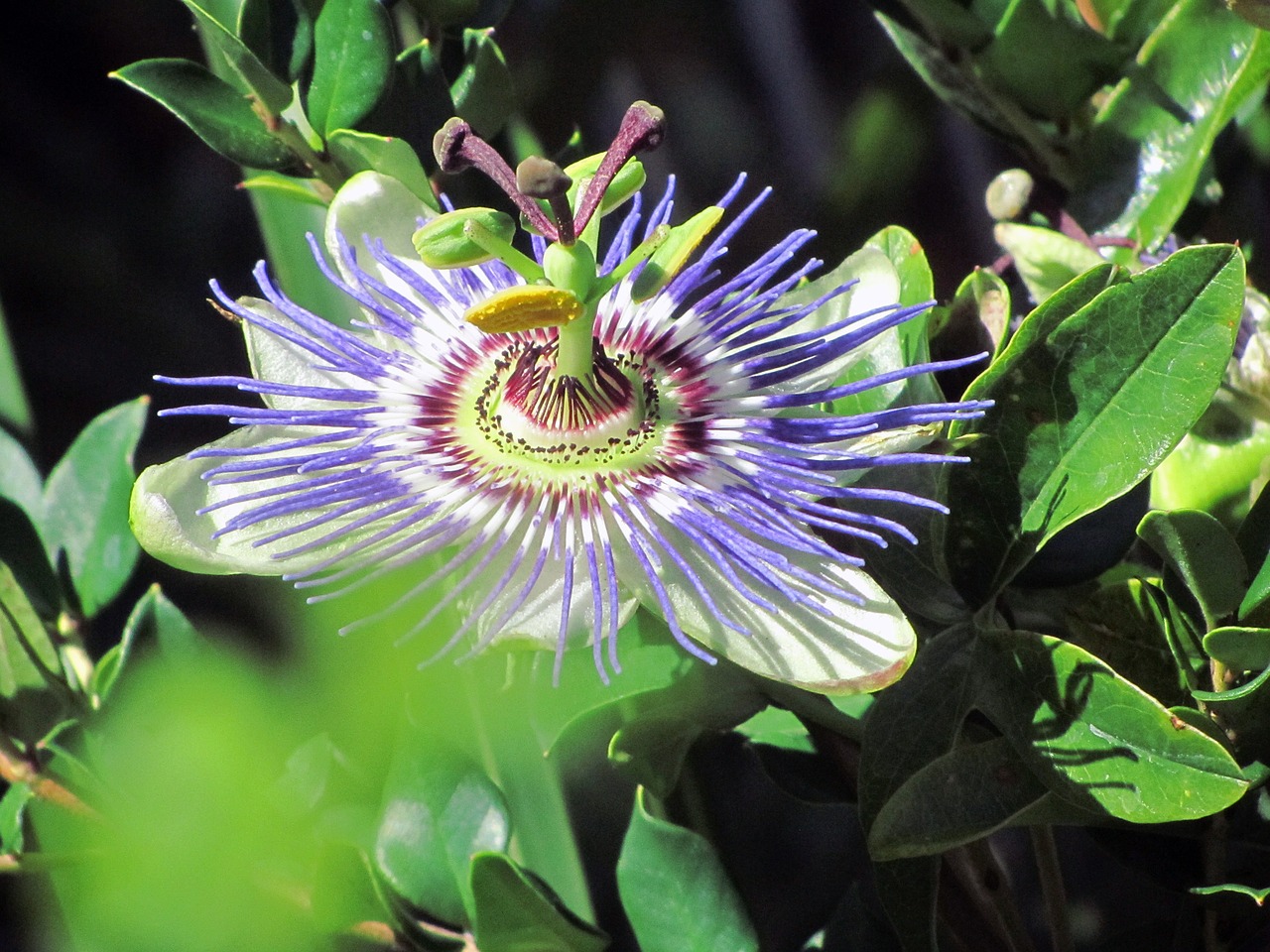 passion flower passiflora nature free photo