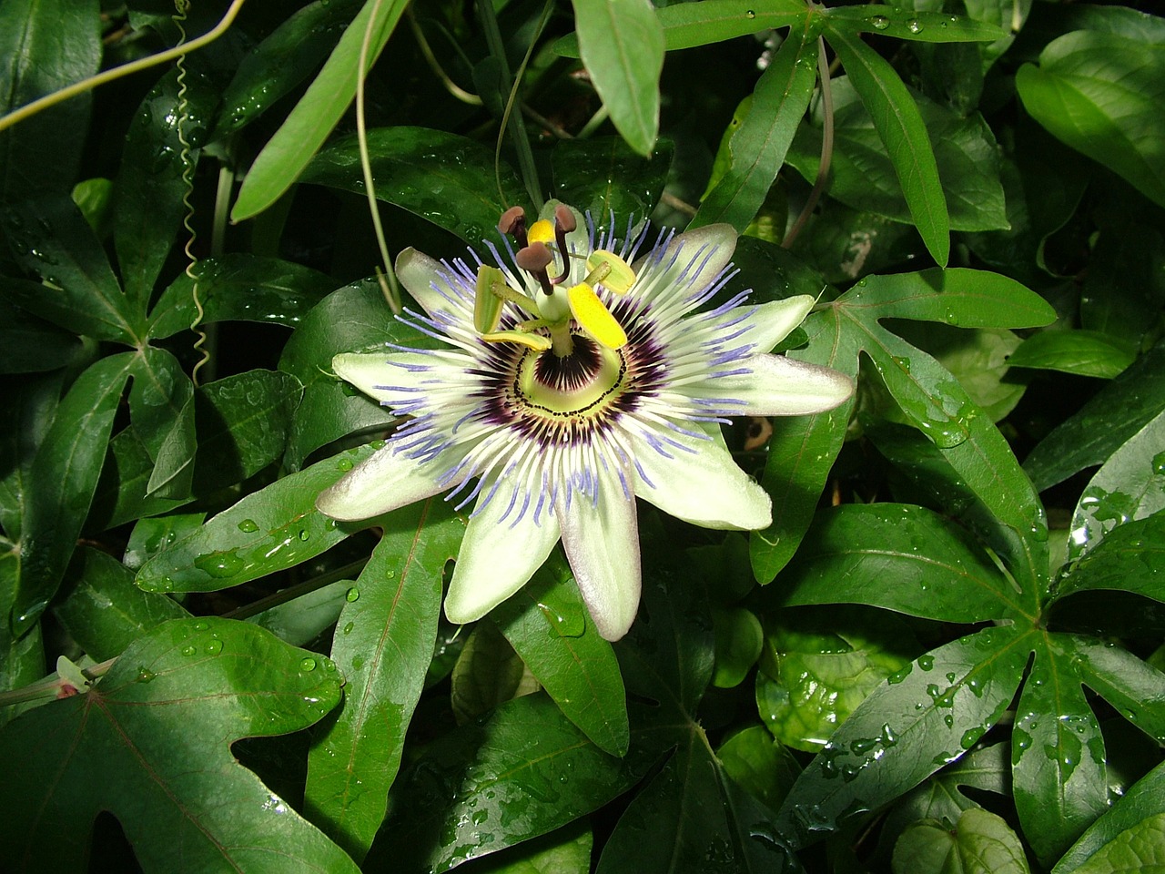 passion flower flower garden free photo